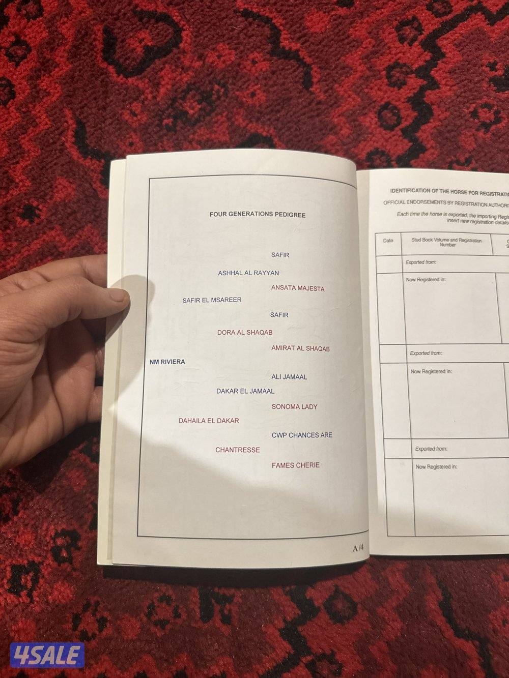 حصان مصري اصفر بيور مع جوازه وكامل اوراقه1