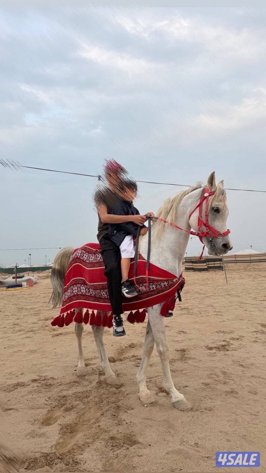 حصان مصري البيع بلدي0