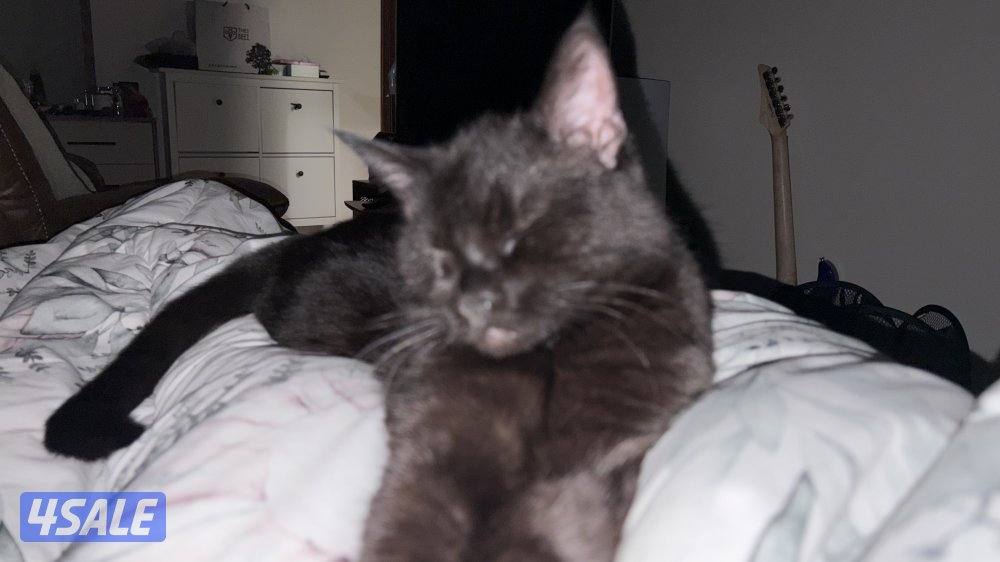 مين كون نثيه للتزواج1