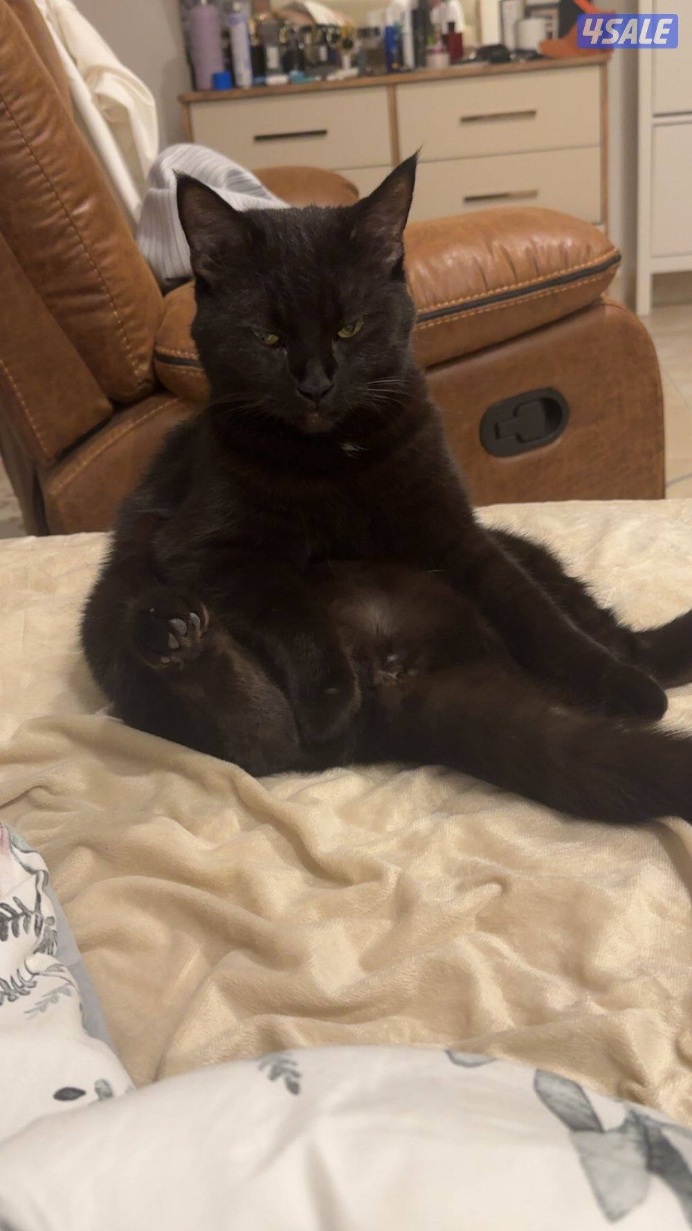 مين كون نثيه للتزواج2