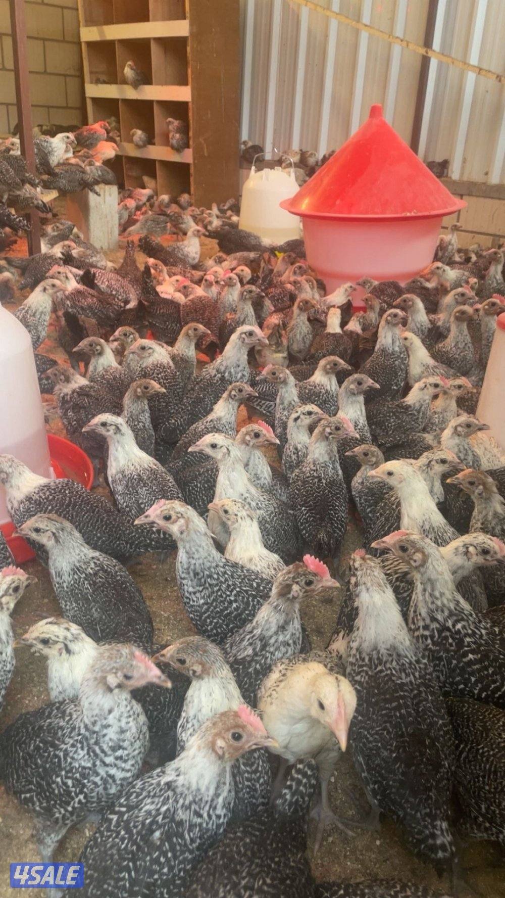 فروخ فيومي العمر شهر ونص الى شهرين0