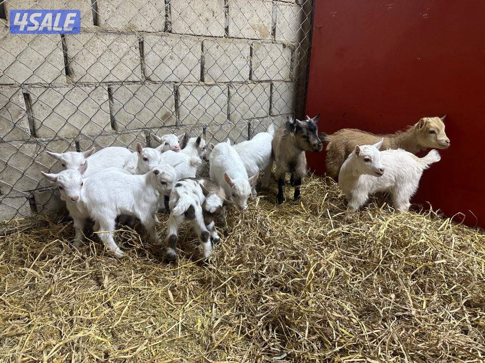 ماعز قزم جيكي1