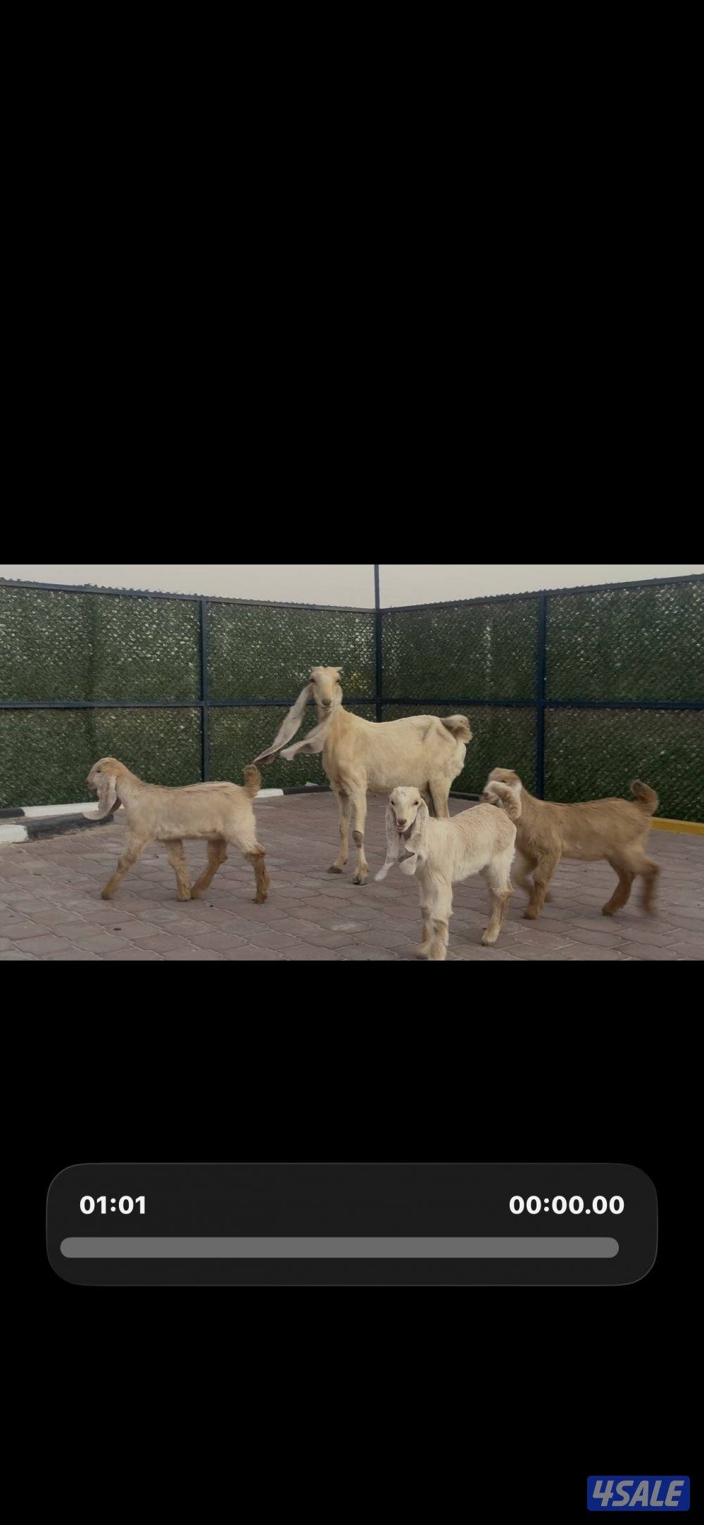 مطفل ضروبه تحتها ثلاث اجفار كريميات عوارض خصم1