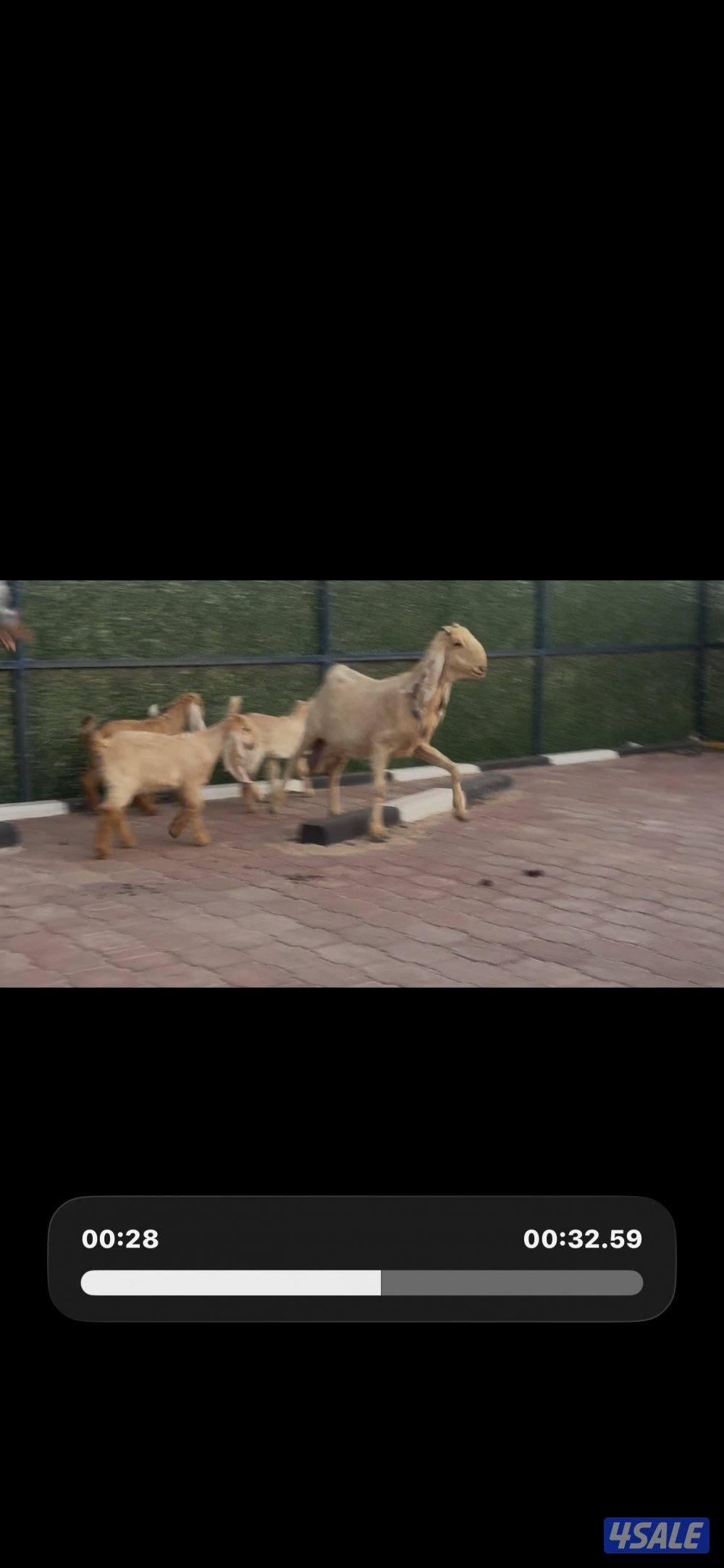 مطفل ضروبه تحتها ثلاث اجفار كريميات عوارض خصم0