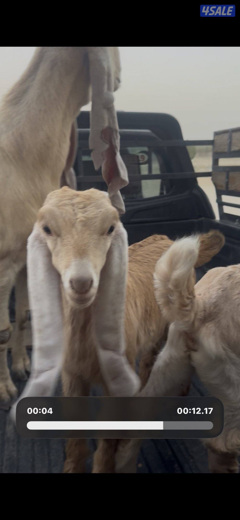 مطفل ضروبه تحتها ثلاث اجفار كريميات عوارض خصم2