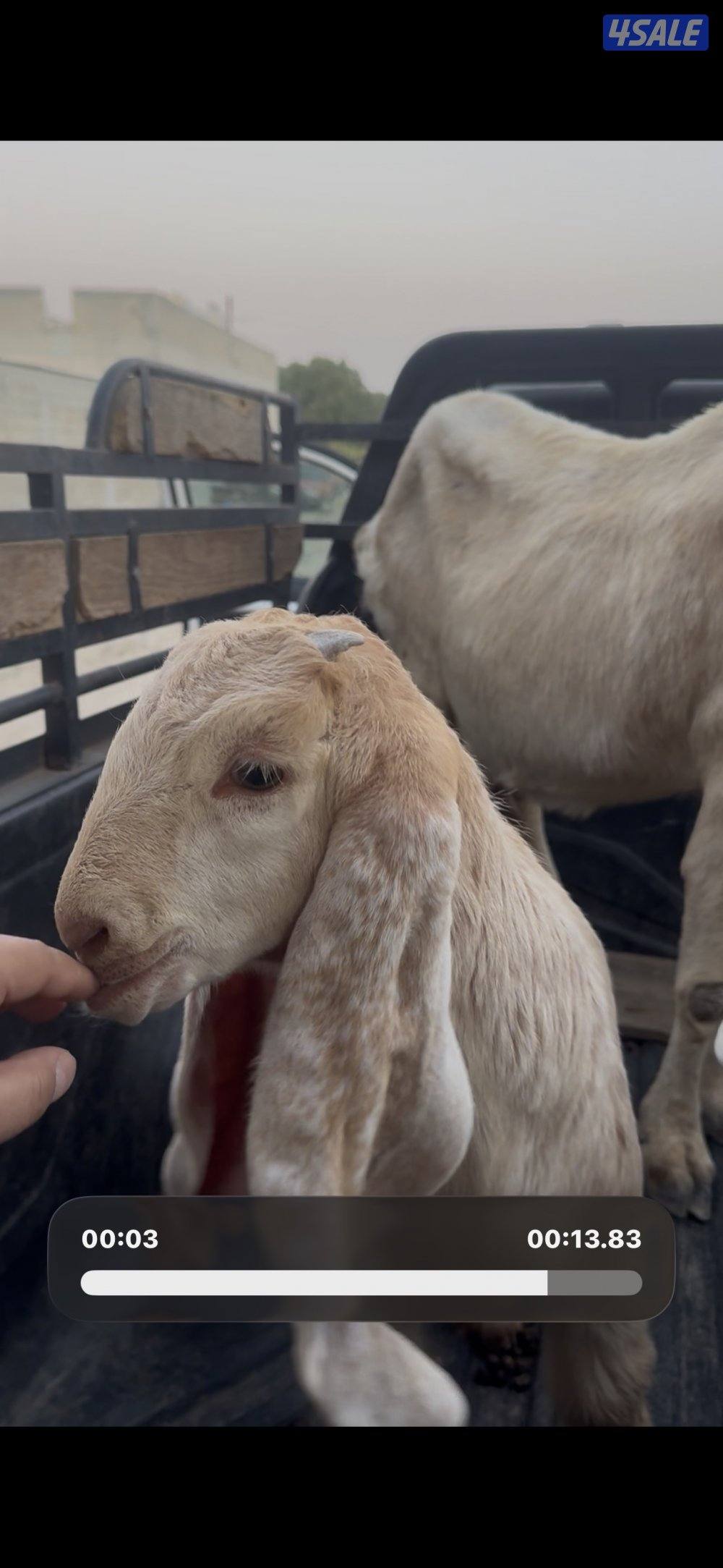 مطفل ضروبه تحتها ثلاث اجفار كريميات عوارض خصم3