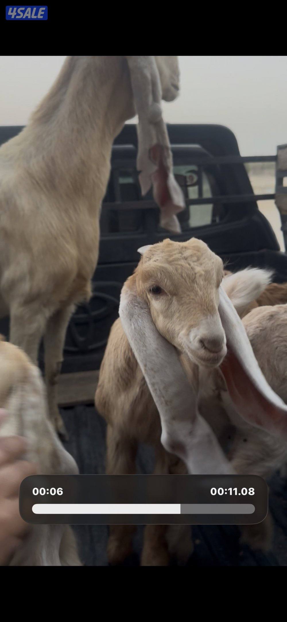 مطفل ضروبه تحتها ثلاث اجفار كريميات عوارض خصم4