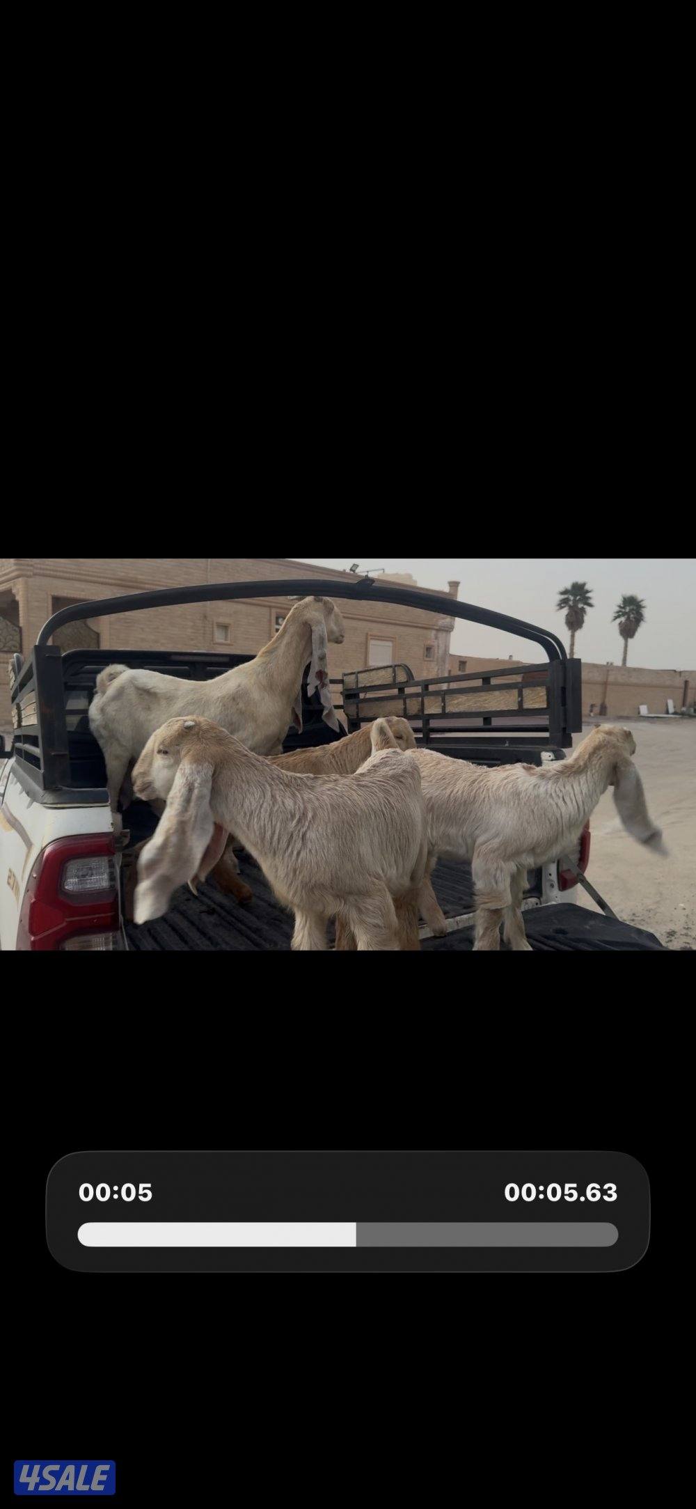 مطفل ضروبه تحتها ثلاث اجفار كريميات عوارض خصم5