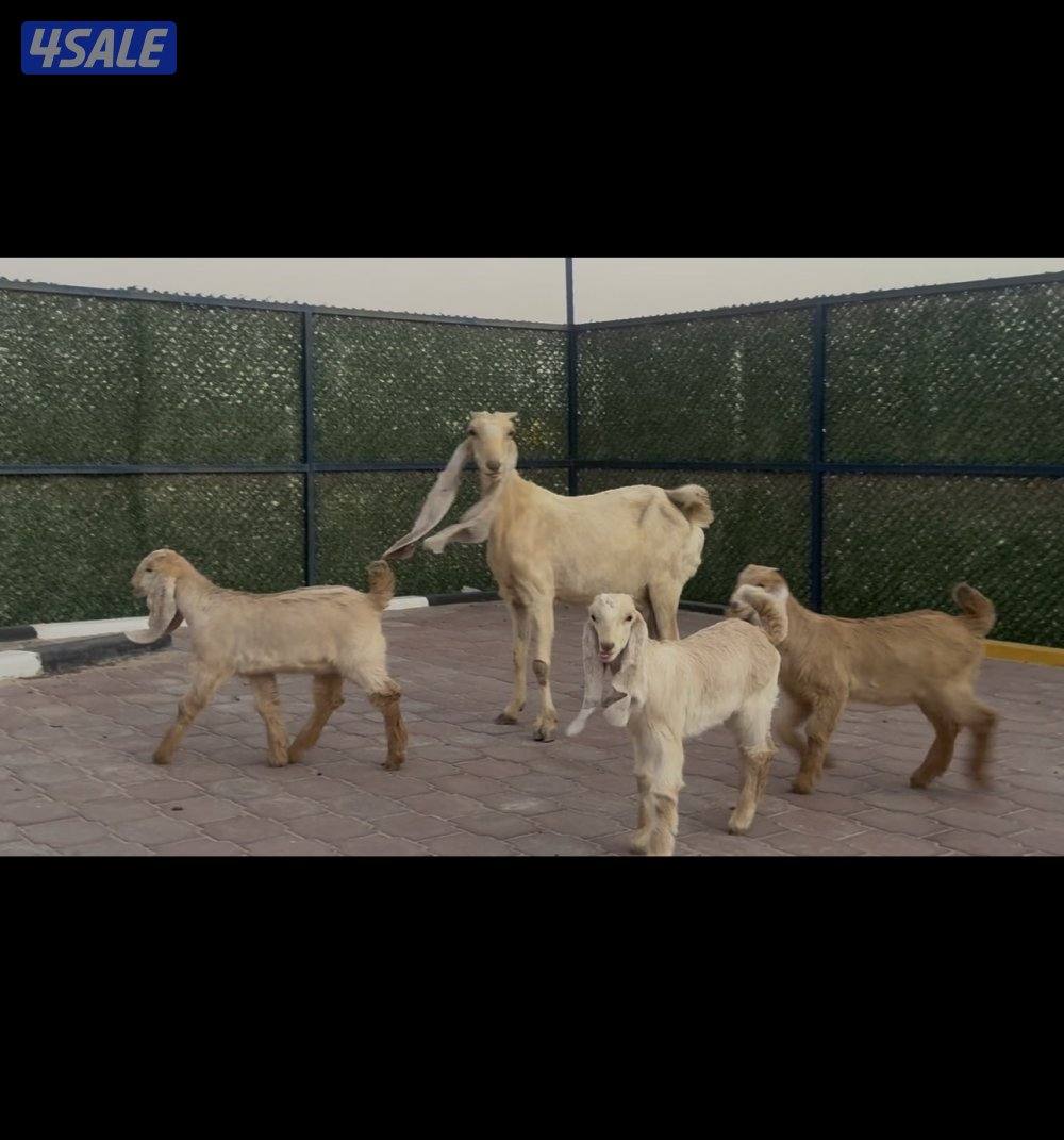 مطفل ضروبه تحتها ثلاث اجفار كريميات عوارض خصم6