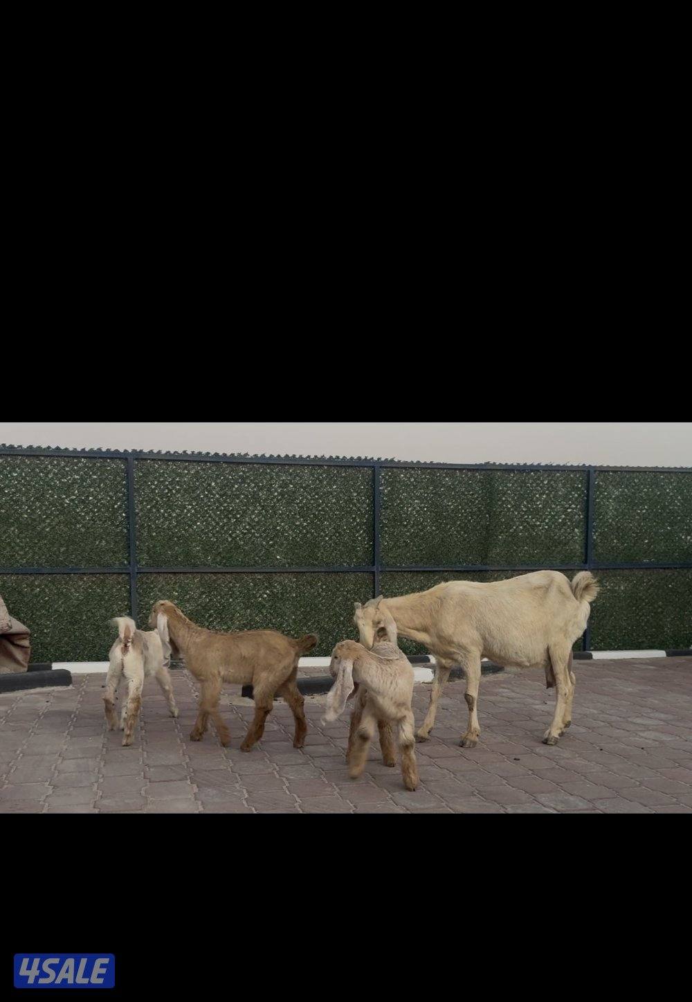 مطفل ضروبه تحتها ثلاث اجفار كريميات عوارض خصم7