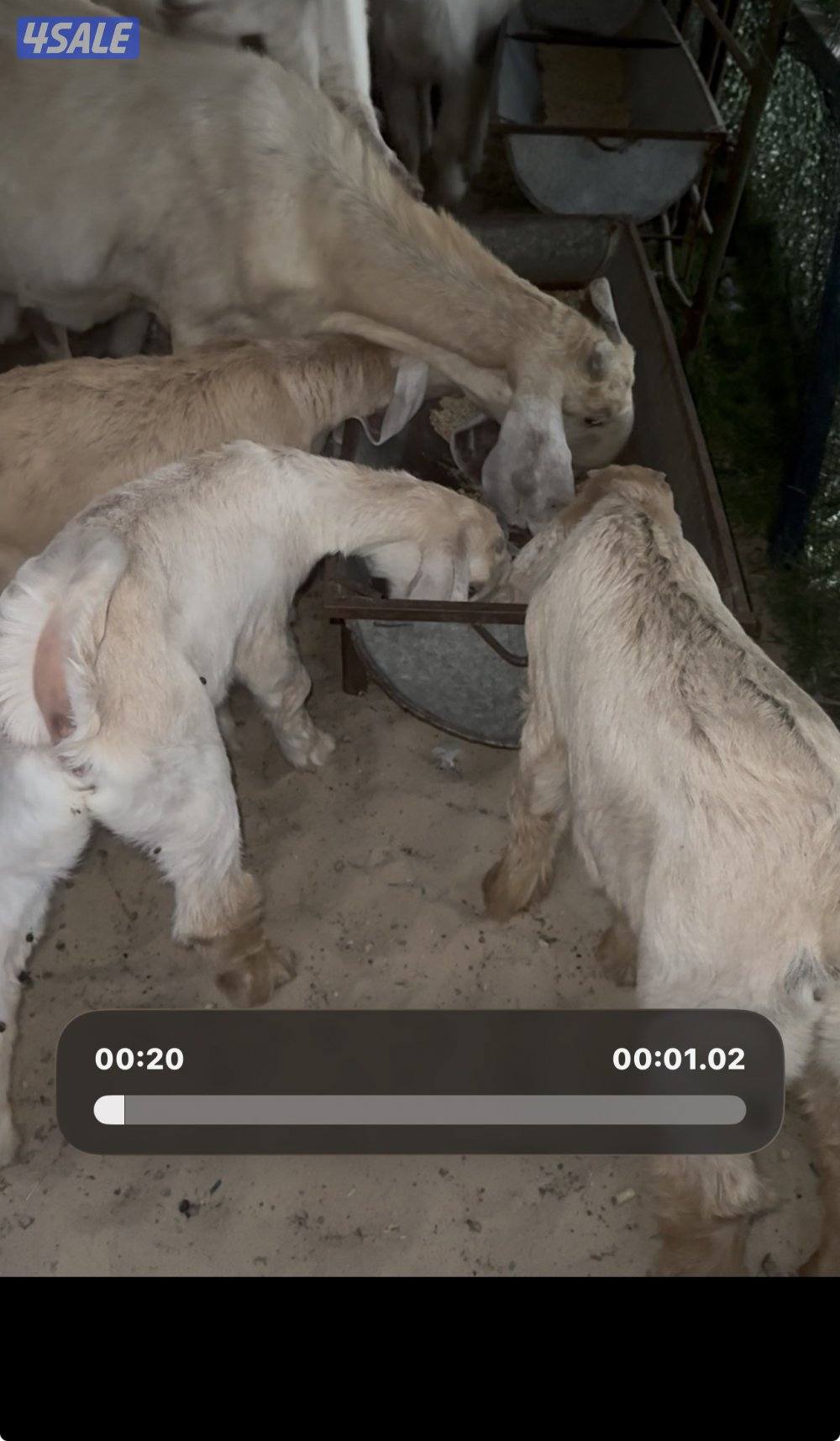 مطفل ضروبه تحتها ثلاث اجفار كريميات عوارض خصم10