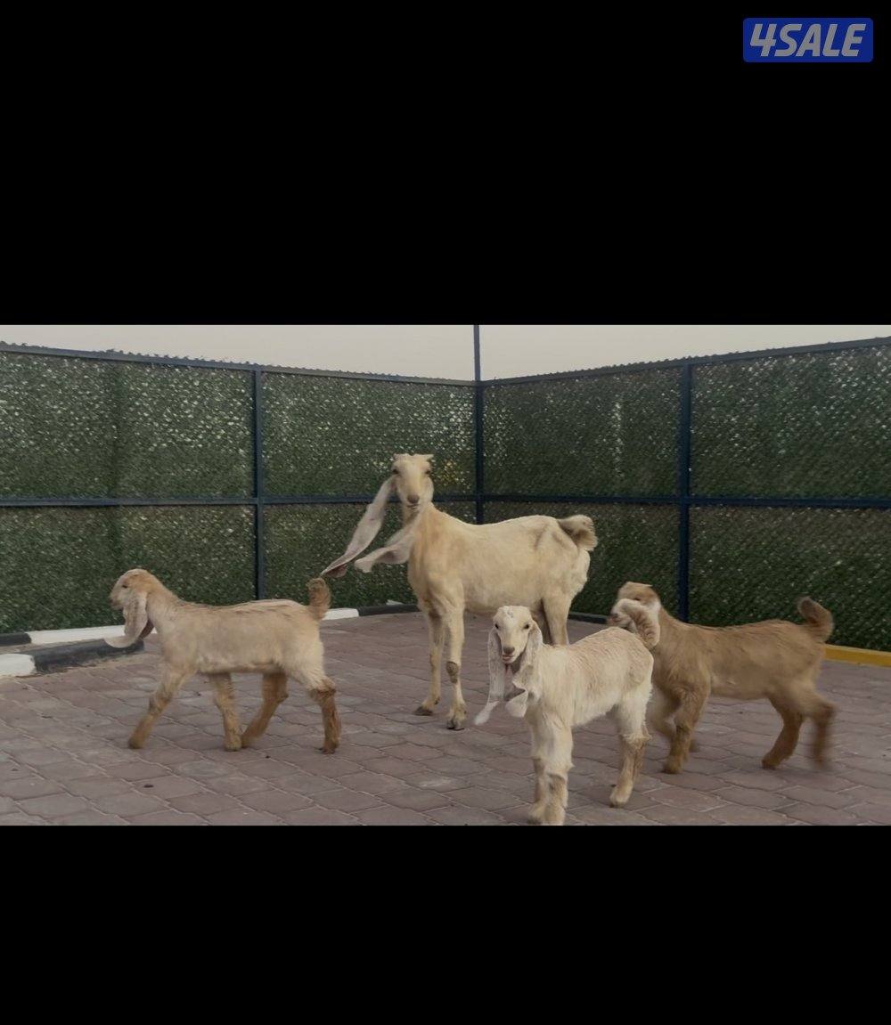 مطفل ضروبه تحتها ثلاث اجفار كريميات عوارض خصم9