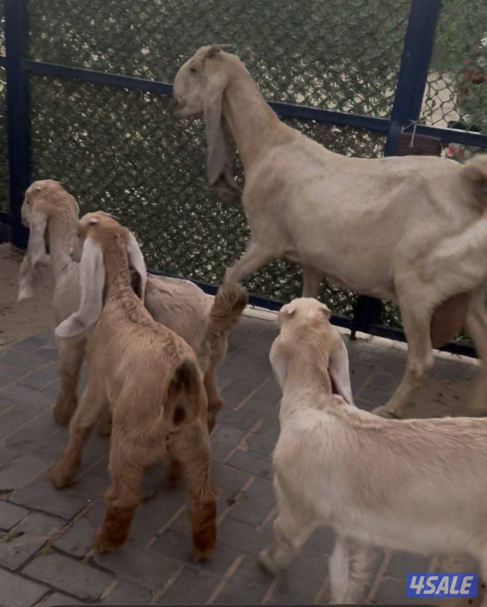 مطفل ضروبه تحتها ثلاث اجفار كريميات عوارض خصم11