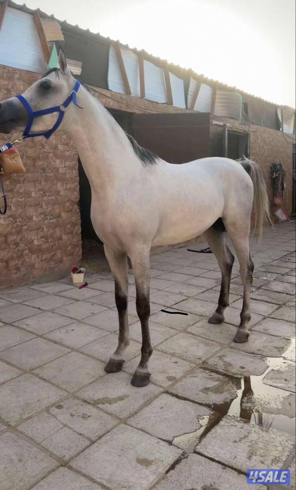 مصري 23 فاخر0