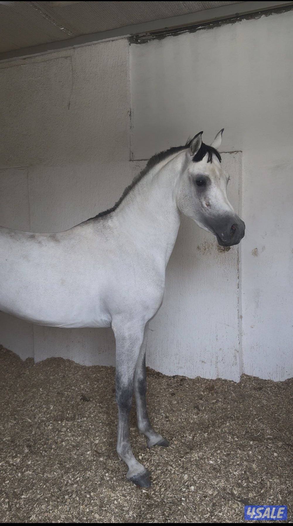 مصري 23 فاخر1