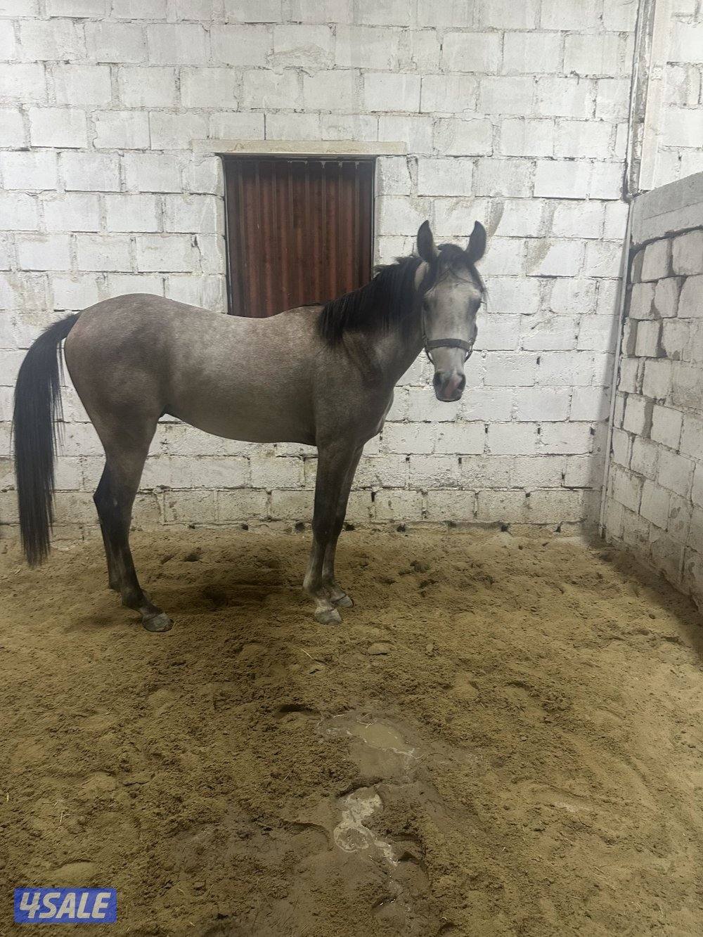 للبيع جملة ٣ فلاوه واهو اثنين مصري وواحد مكس1