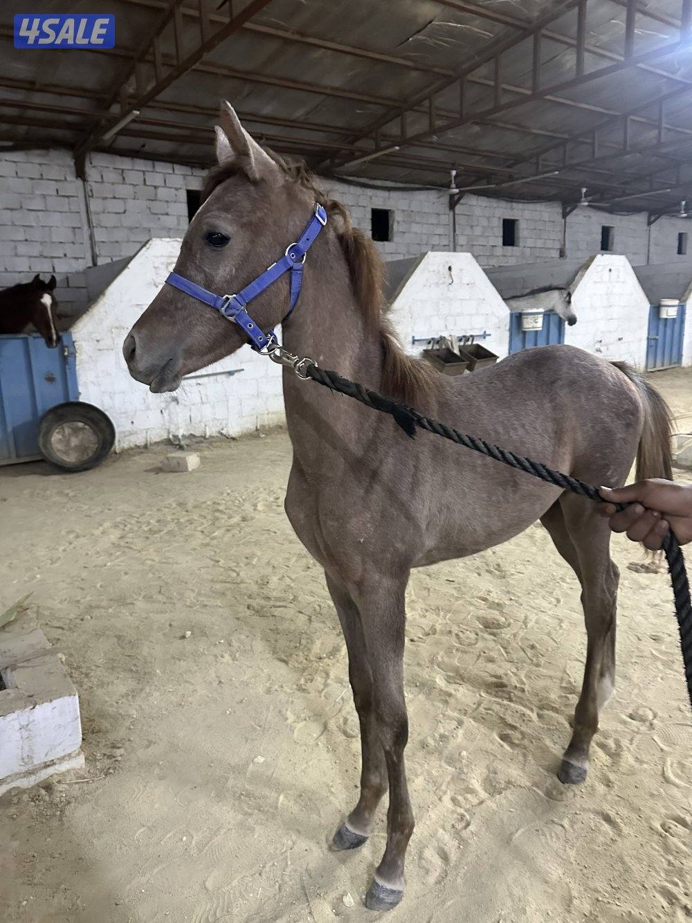 للبيع جملة ٣ فلاوه واهو اثنين مصري وواحد مكس2