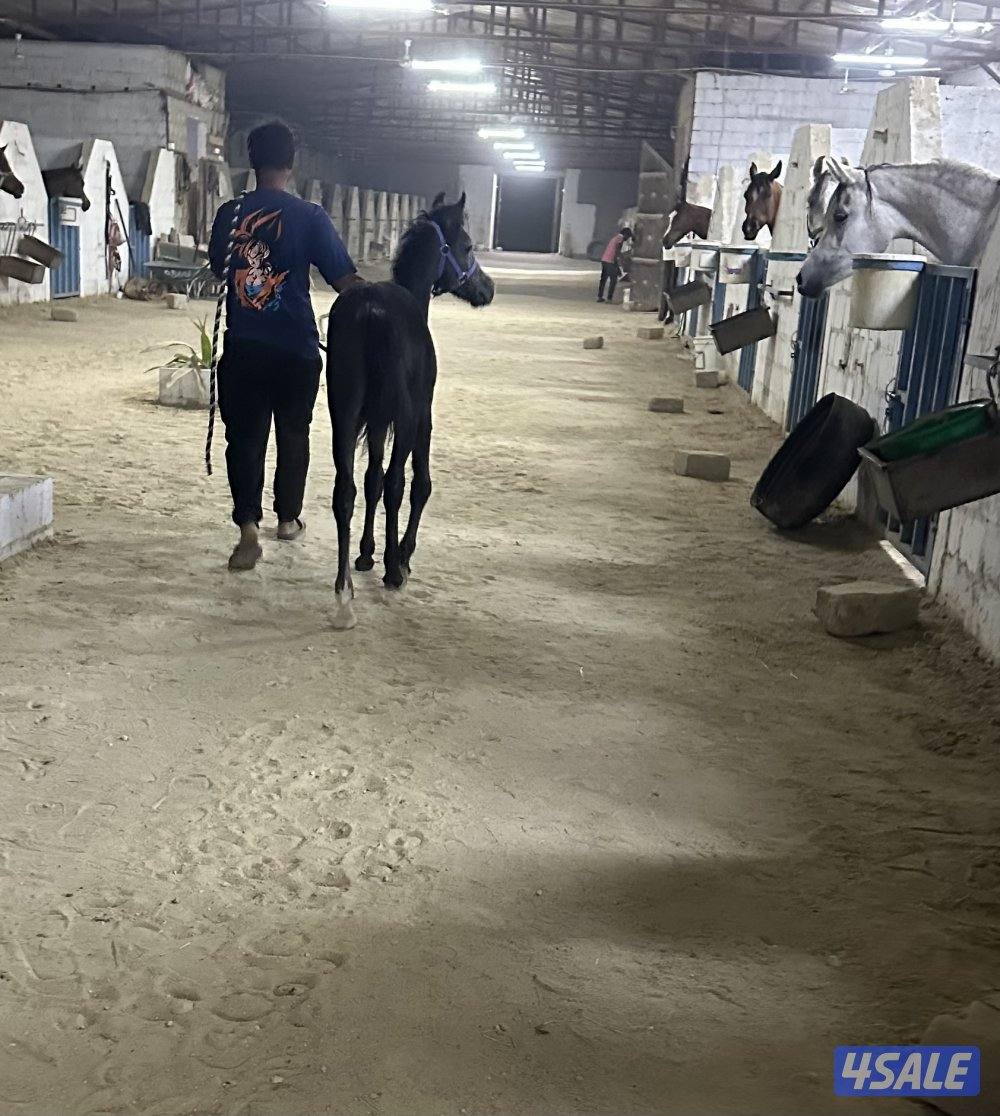 للبيع جملة ٣ فلاوه واهو اثنين مصري وواحد مكس3