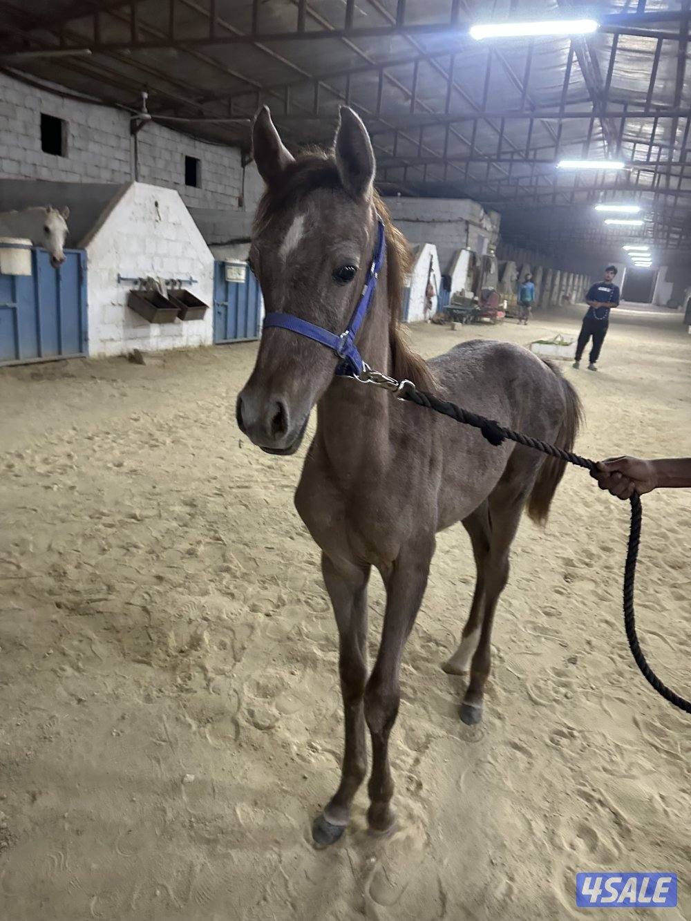 للبيع جملة ٣ فلاوه واهو اثنين مصري وواحد مكس4