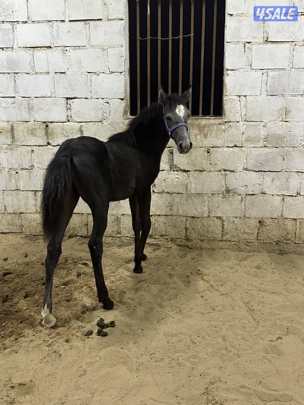 للبيع جملة ٣ فلاوه واهو اثنين مصري وواحد مكس5