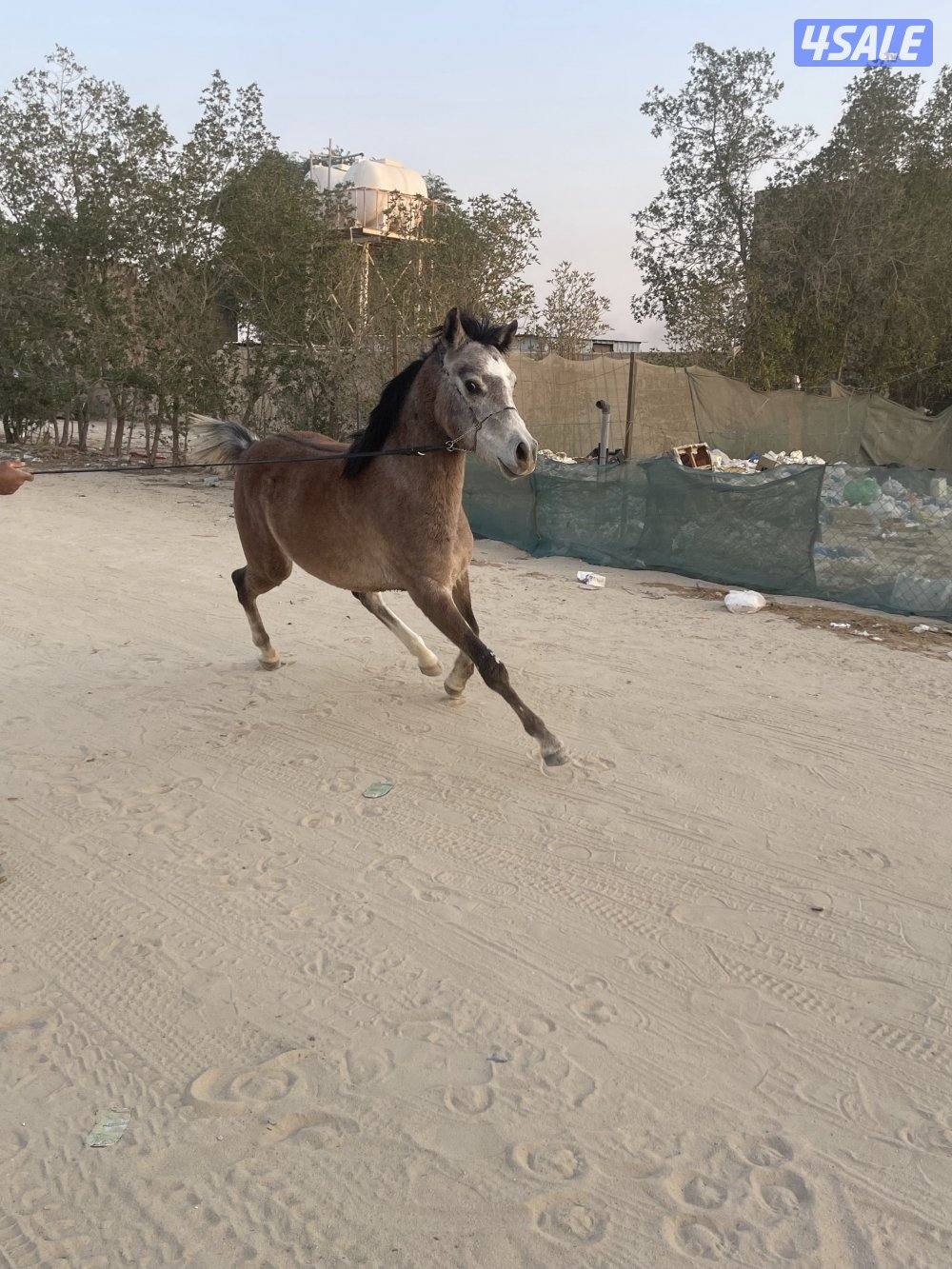 للبيع فلاوه واهو0