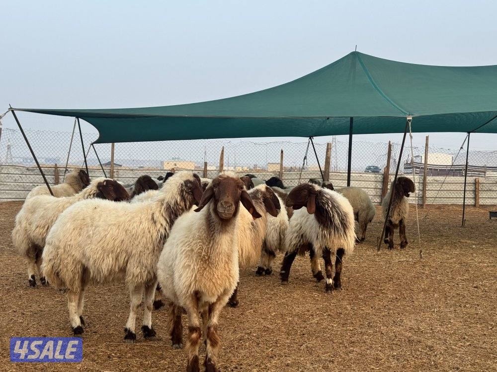 غنم نعيم 75 راس0