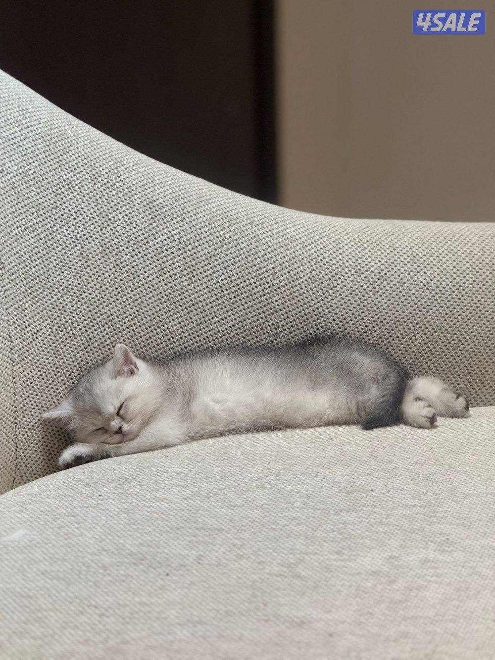 قطط برتش شورت هير وفي كيتن كلهم ذكور ولعوبين… للبيع وليس تبني بيع7