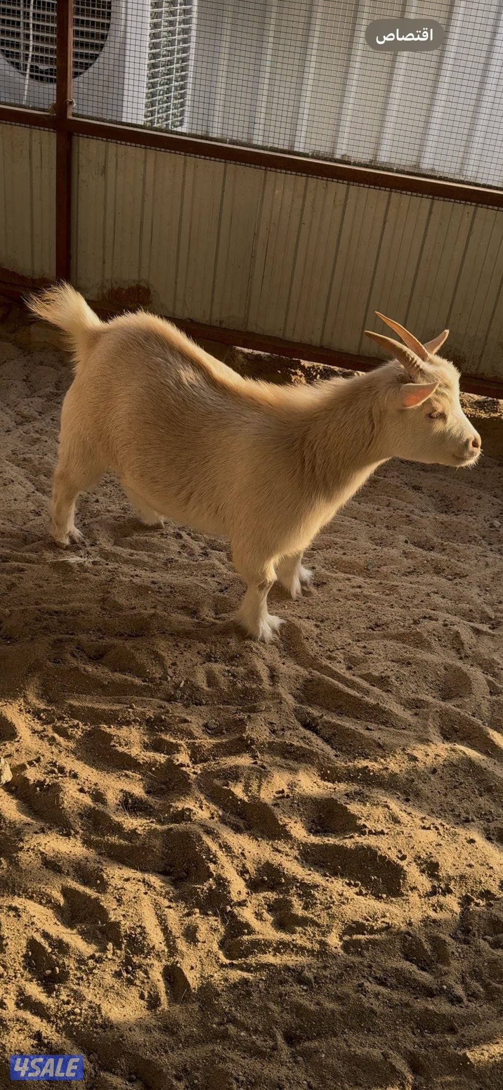 معزا جيكيه0