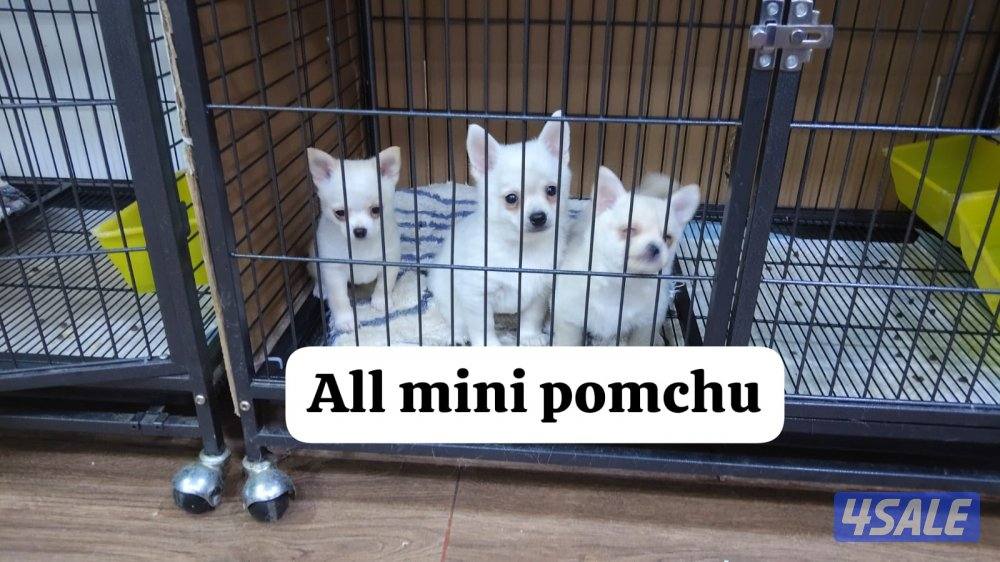 mini chihuahua vaccinated with health card0