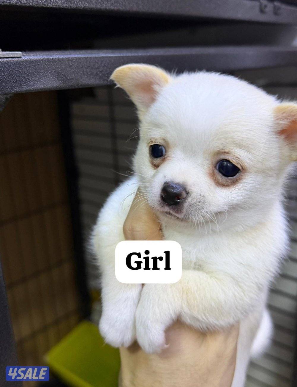 mini chihuahua vaccinated with health card3