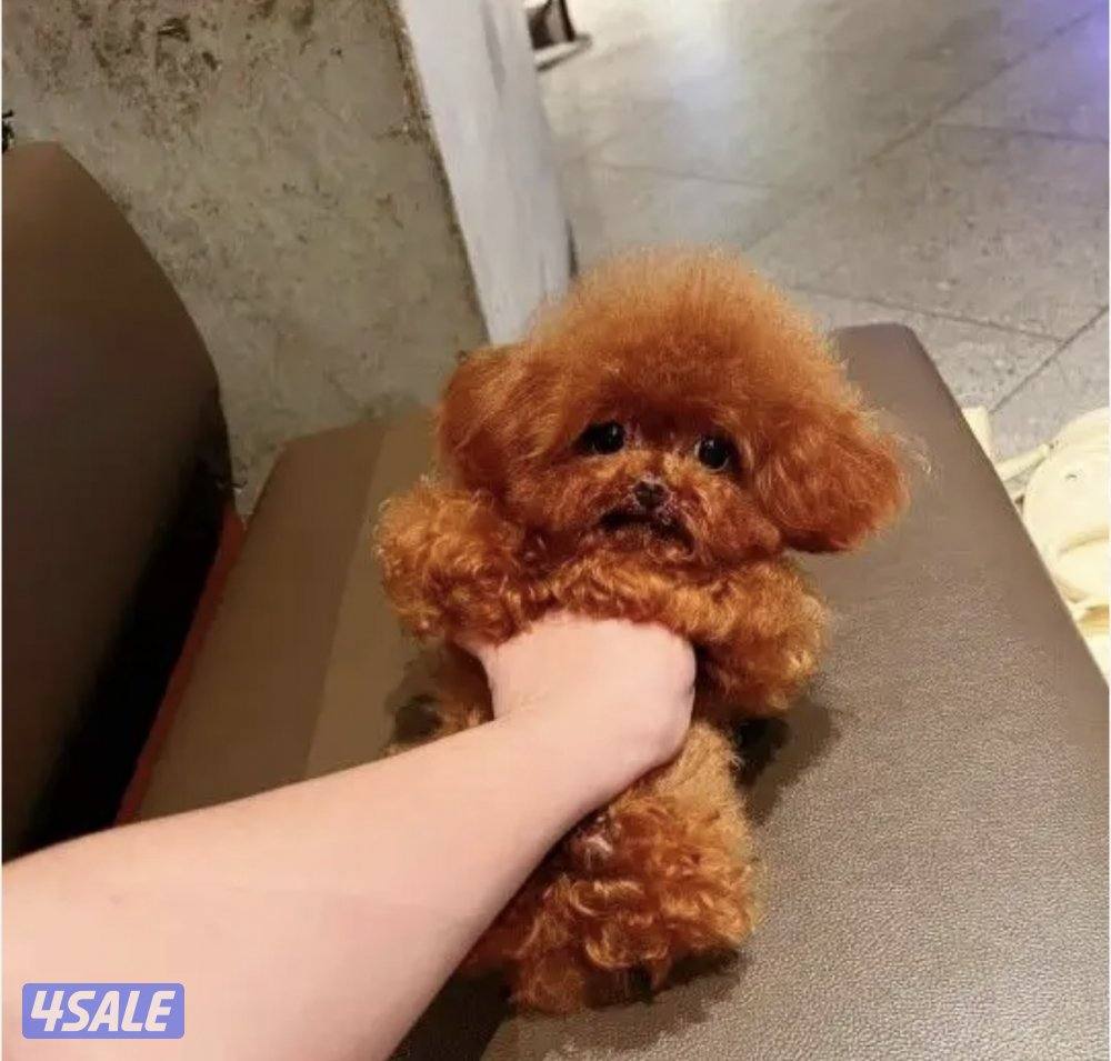 بودل تي كب  هاي كوالتي2