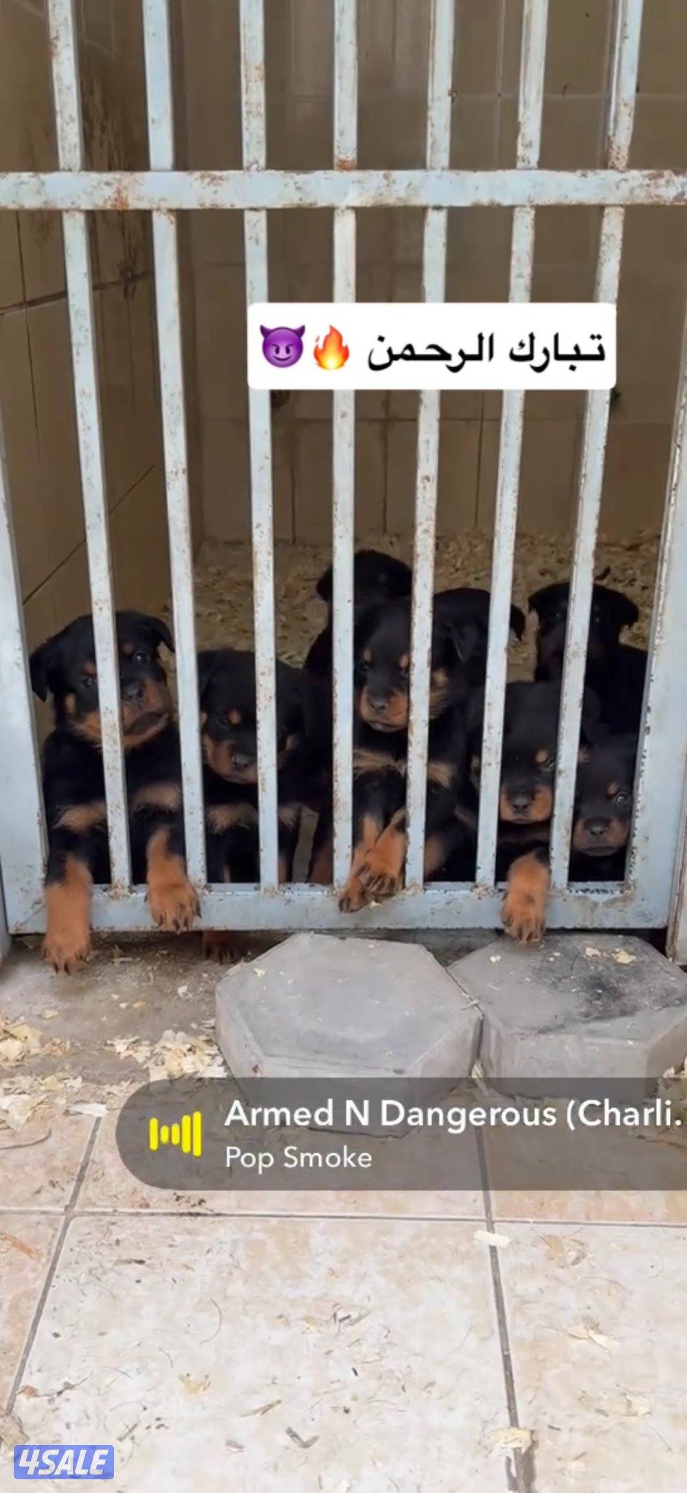 للبيع جراء روت وايلر0