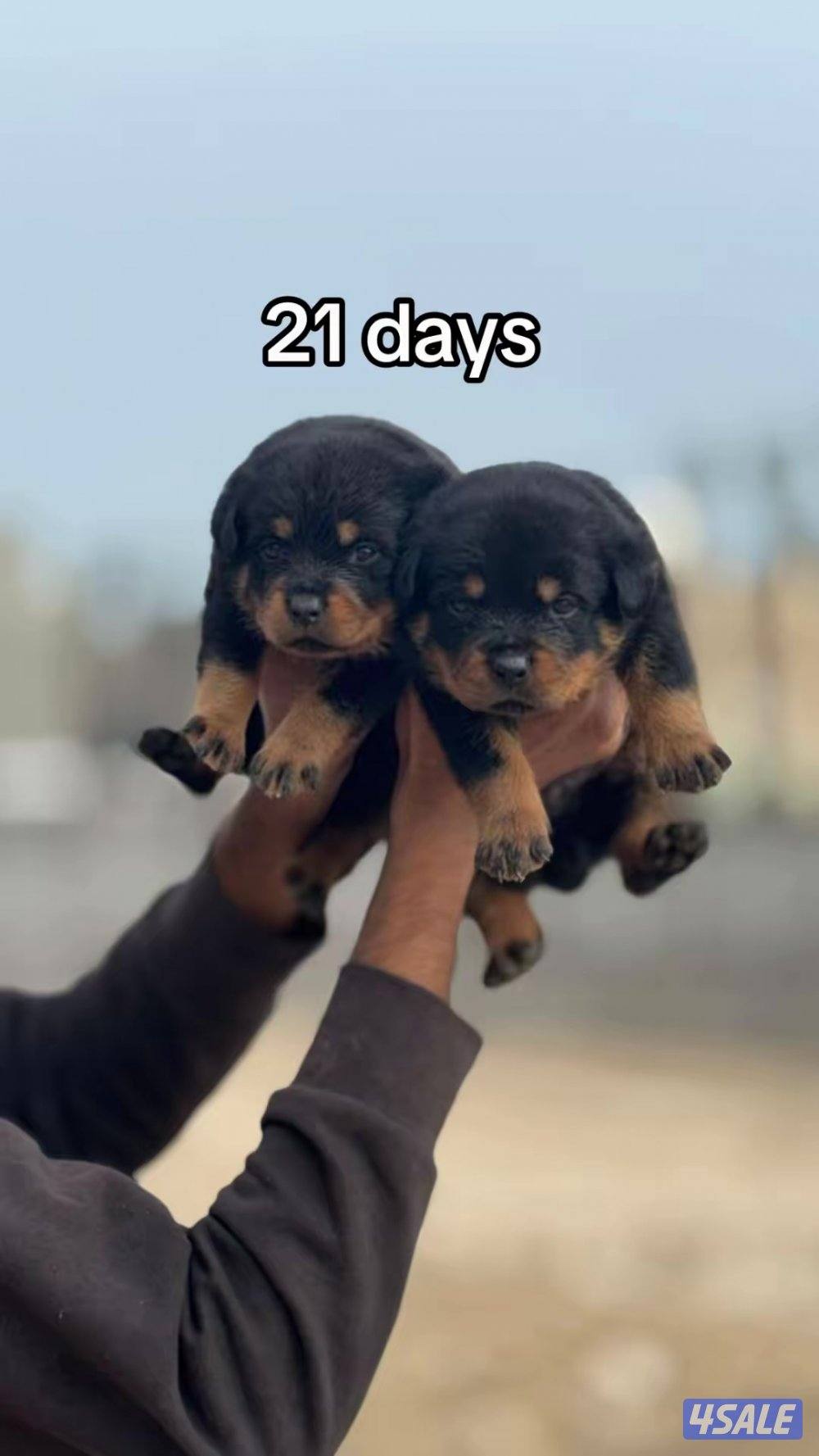 للبيع جراء روت وايلر3