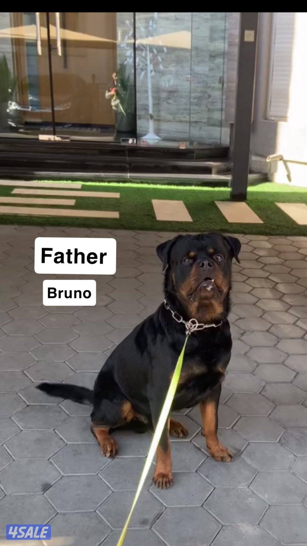 للبيع جراء روت وايلر4