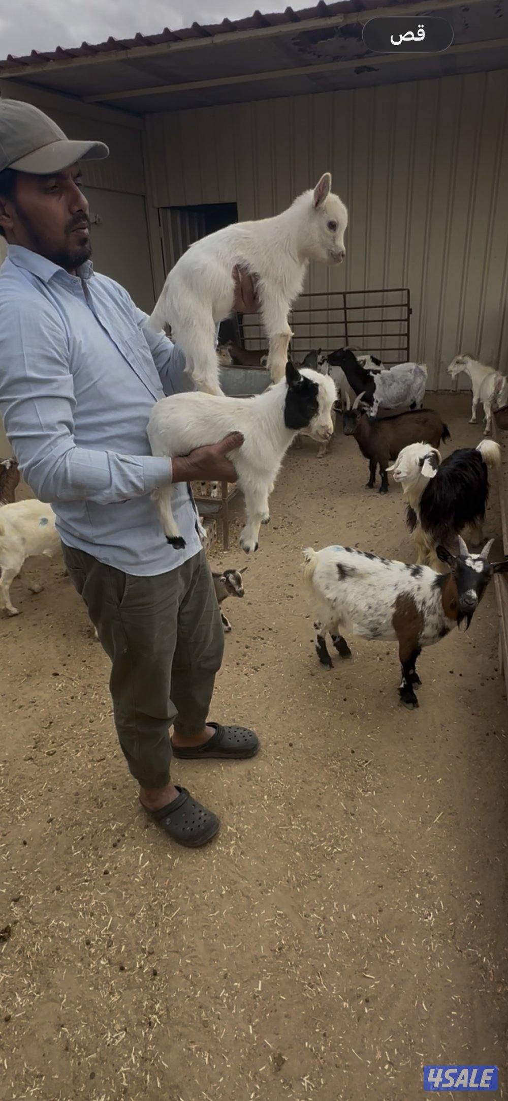 تيس جيكي حليب وياكل0