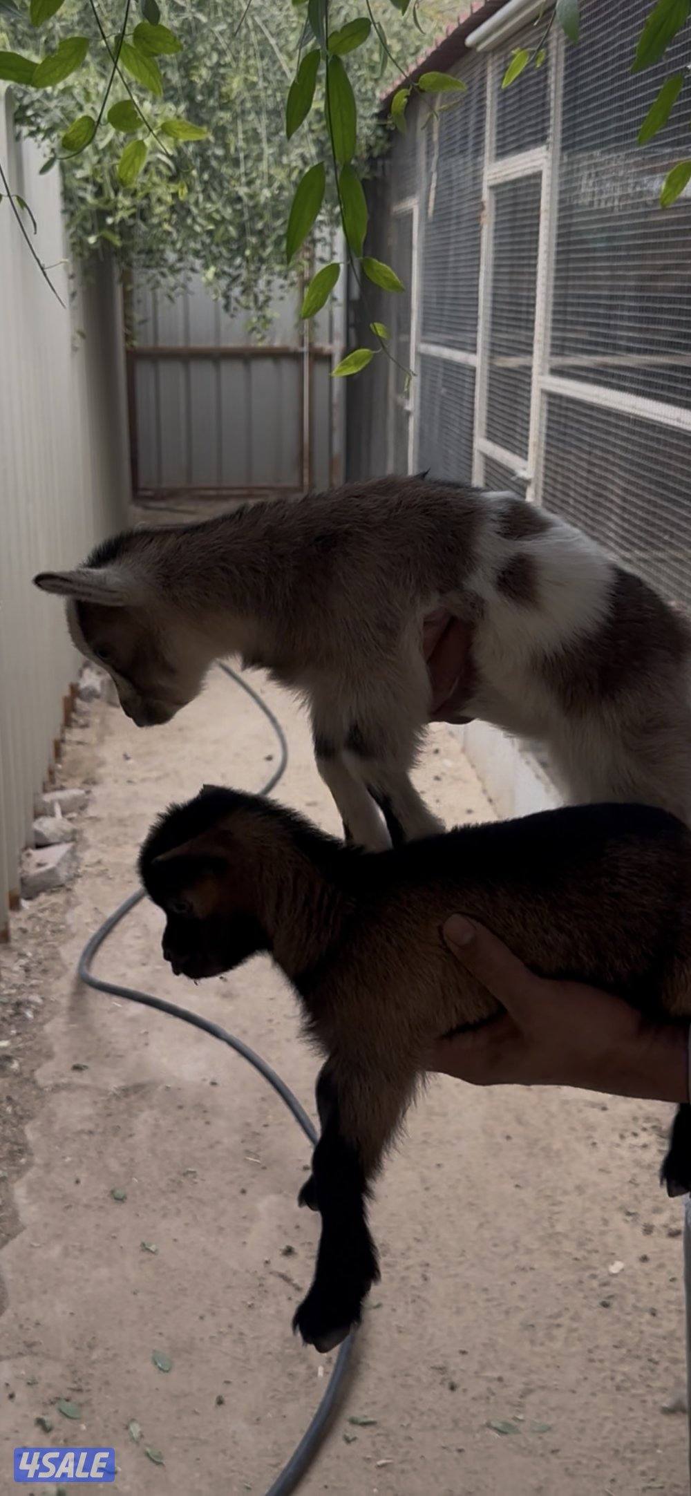 تيس جيكي حليب وياكل4