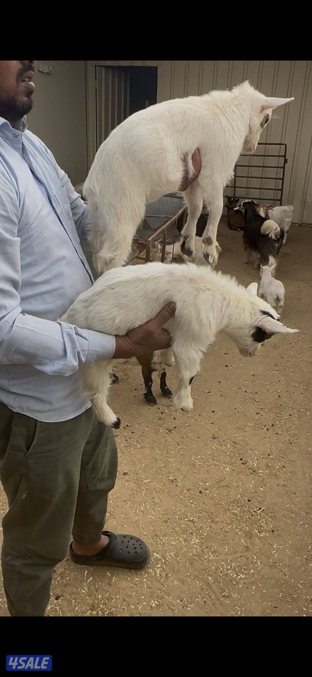 تيس جيكي حليب وياكل5