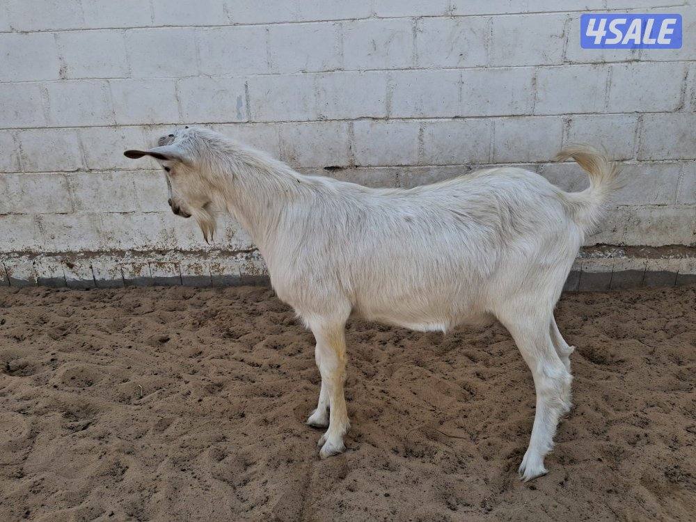 للبيع تيس سنن(سويسري) بيور1