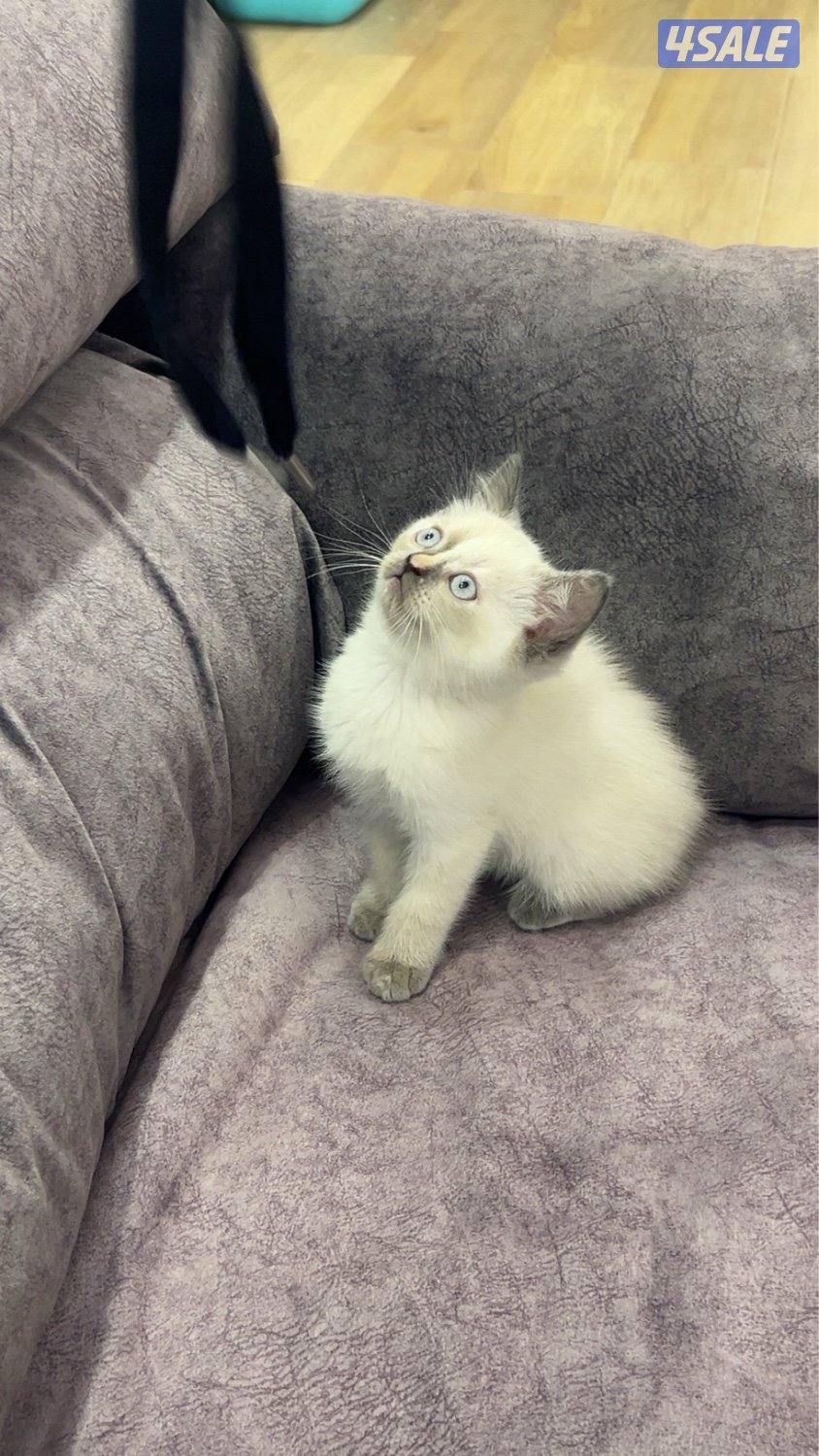 قطط سكوتش ستريت للبيع0