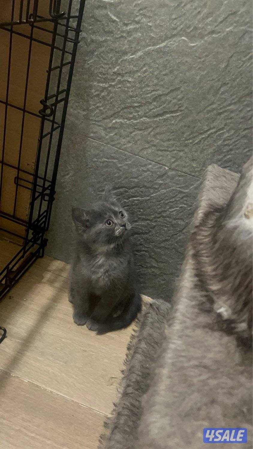 قطط سكوتش ستريت للبيع2