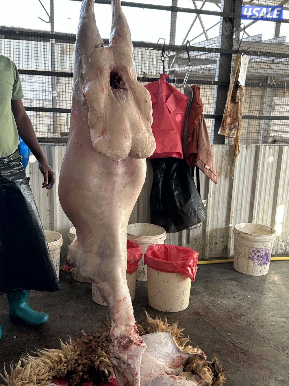 للبيع طليان0