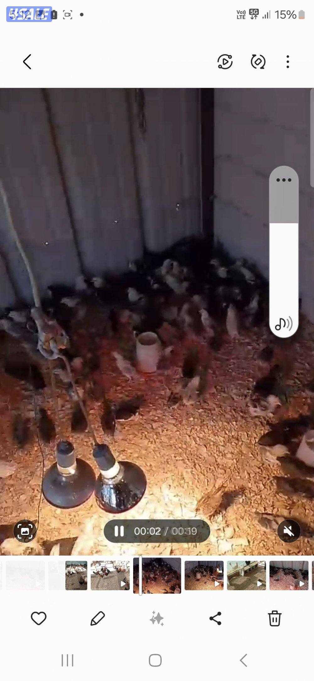 فروخ عربي للبيع0