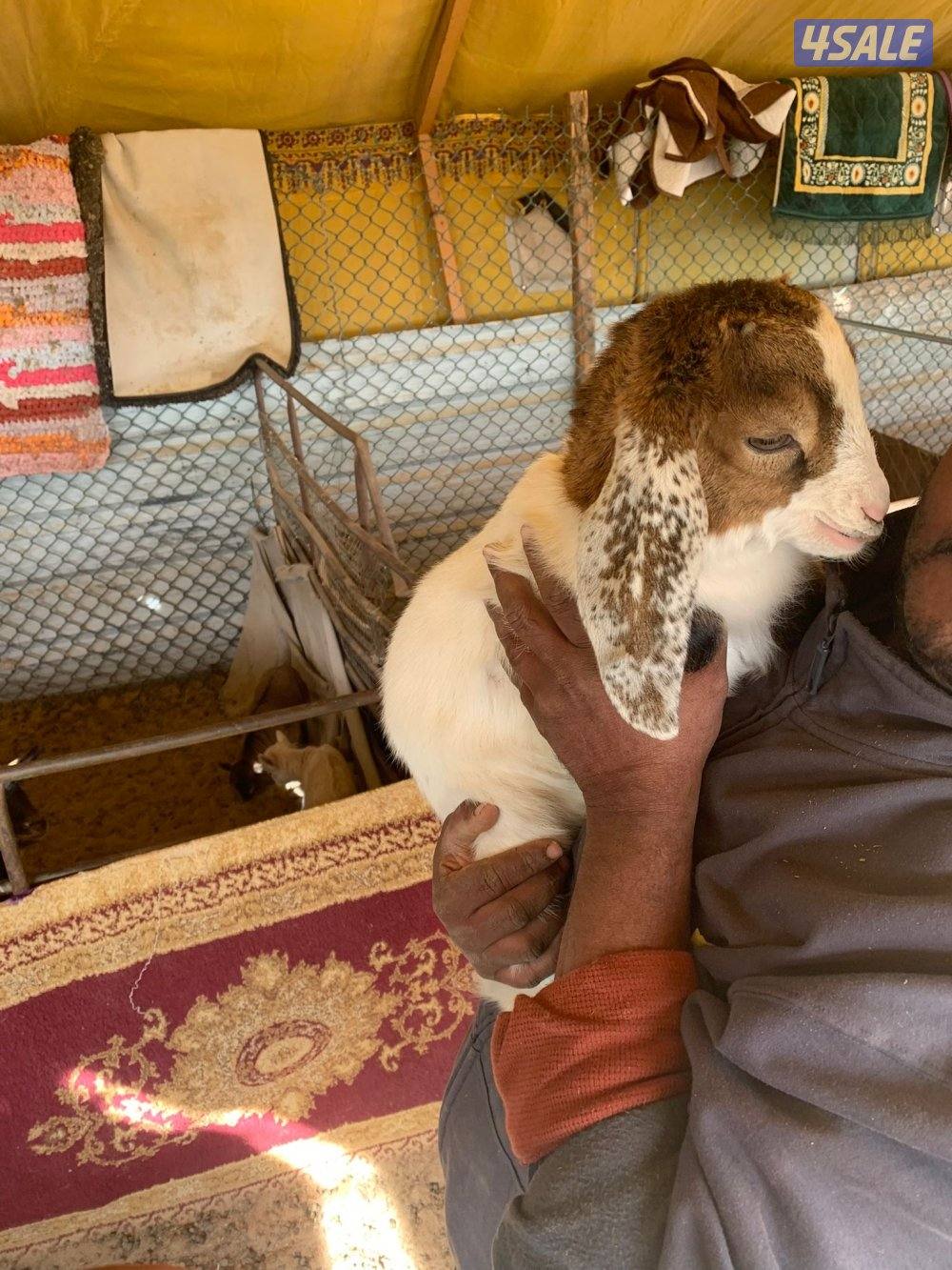 للبيع جيكيات صغار4