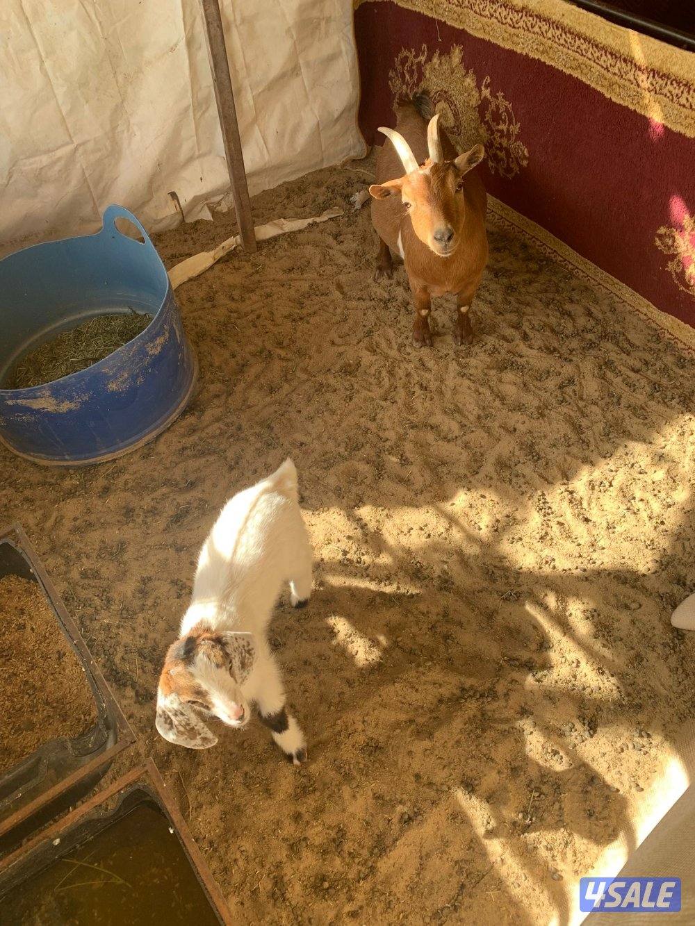 للبيع جيكيات صغار5