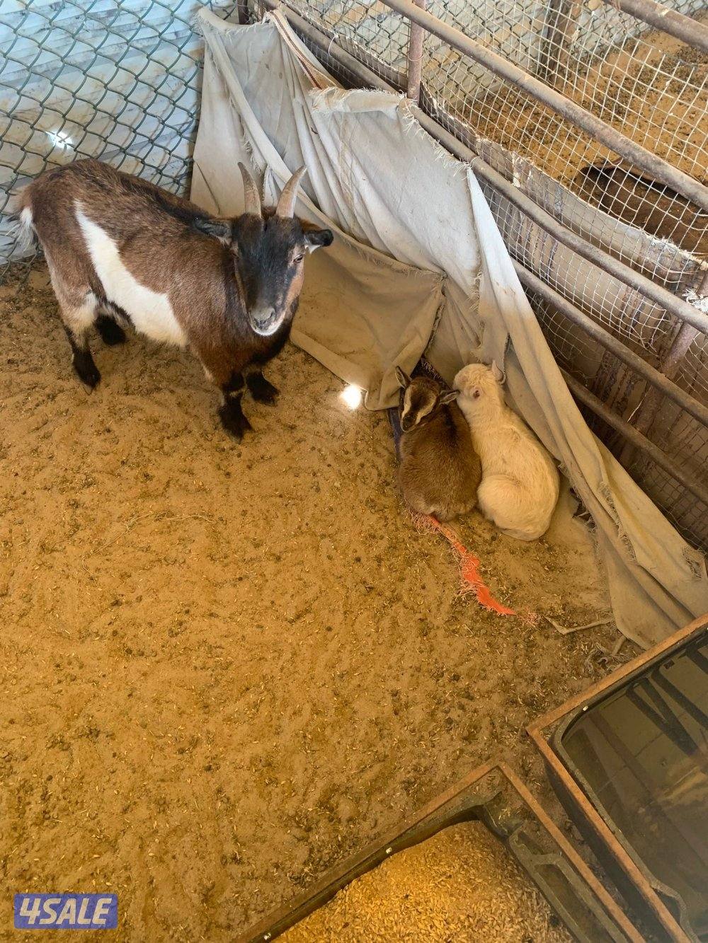 للبيع جيكيات صغار6