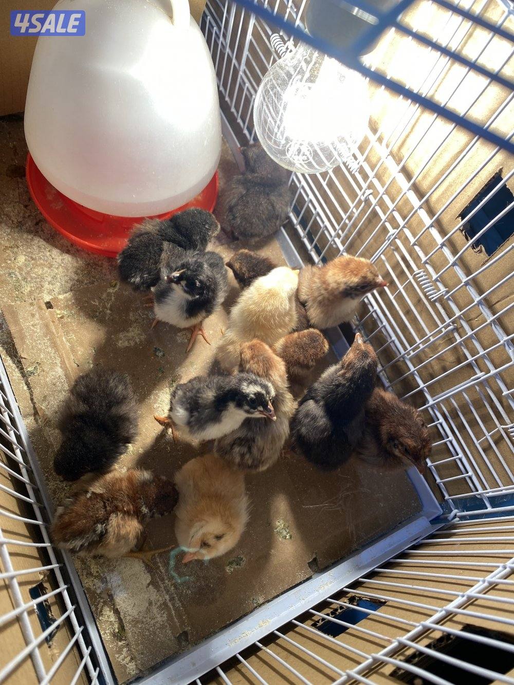 للبيع فقاسه صناعه يدويه4