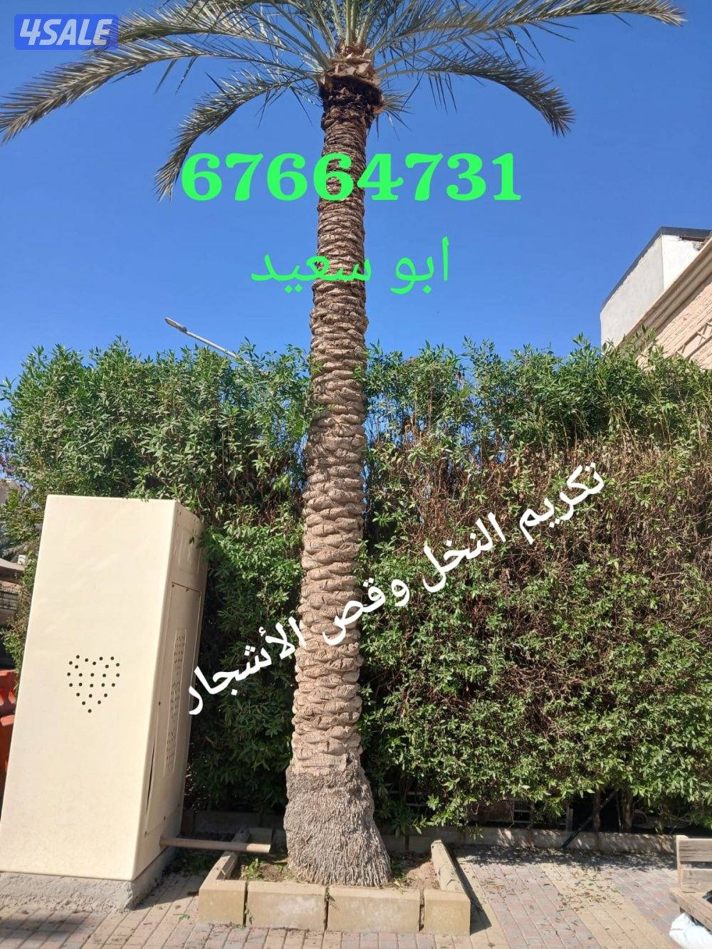 ابو سعيد تكريم النخيل البلدى 🌴وتكريم النخل واشطونيا وقص الاشجار1