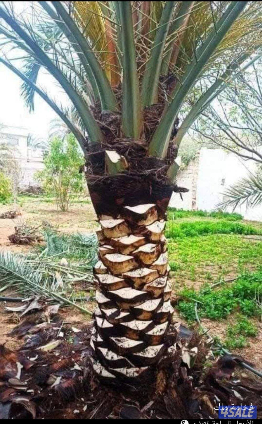 ابو سعيد تكريم النخيل البلدى 🌴وتكريم النخل واشطونيا وقص الاشجار2