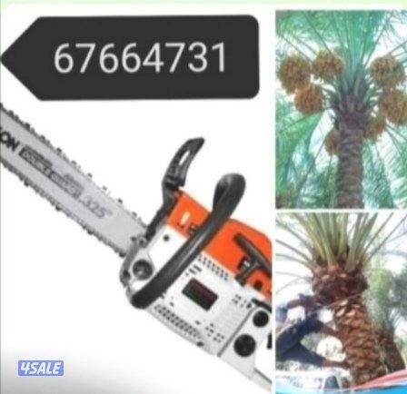 ابو سعيد تكريم النخيل البلدى 🌴وتكريم النخل واشطونيا وقص الاشجار3