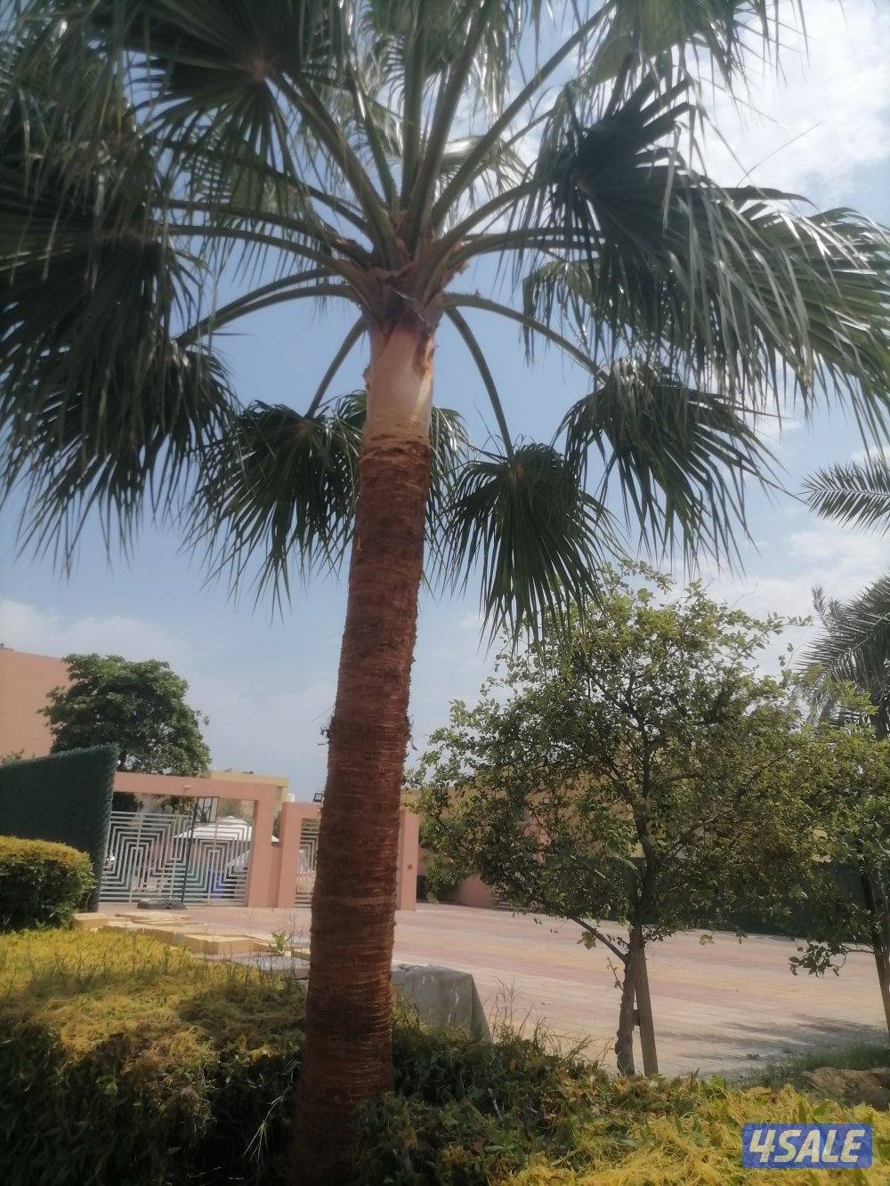 ابو سعيد تكريم النخيل البلدى 🌴وتكريم النخل واشطونيا وقص الاشجار5